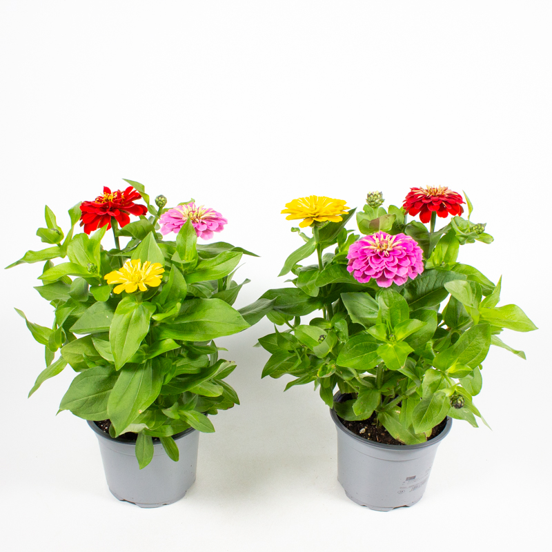 Heekeren-Zinnia-TRIO-T13-27-2.jpg 